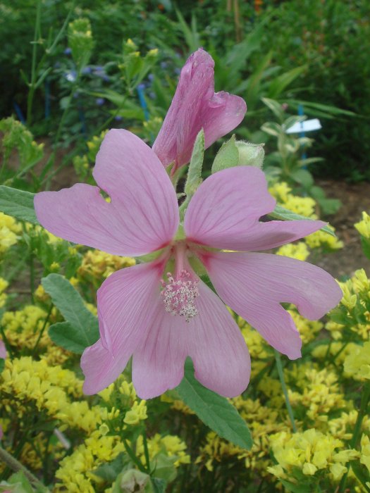 Lavatera x clementii 'Candy Floss' fleur
